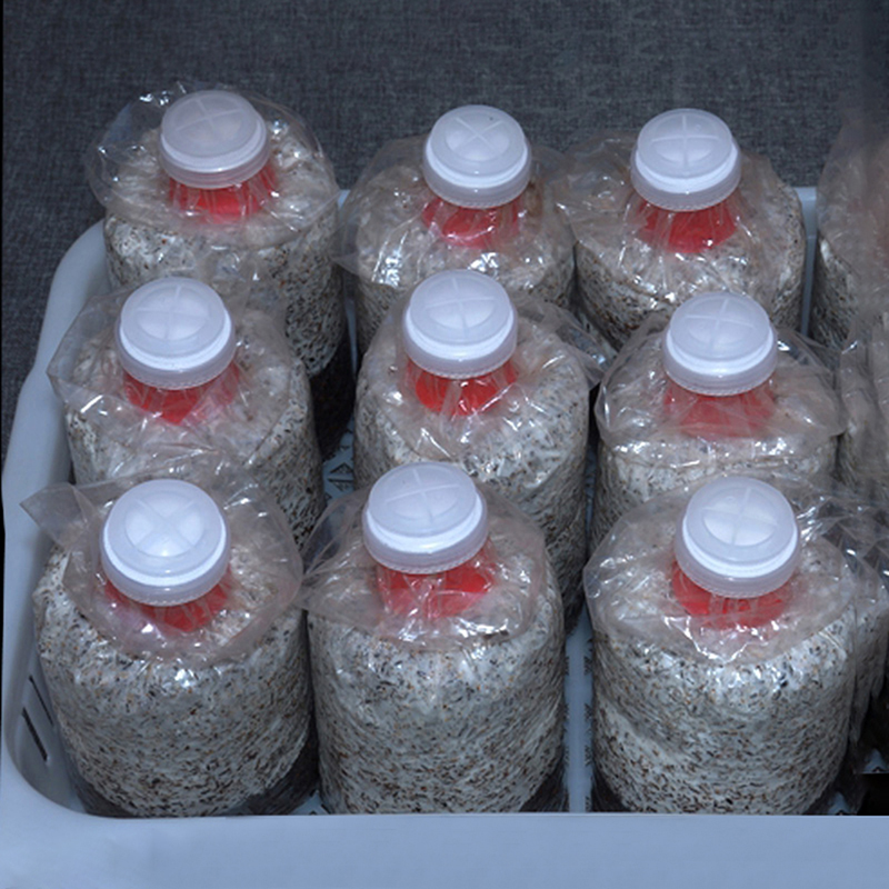 Bolsa de cultivo de setas, cub - Mushroom Spawn Bag reseña y precio