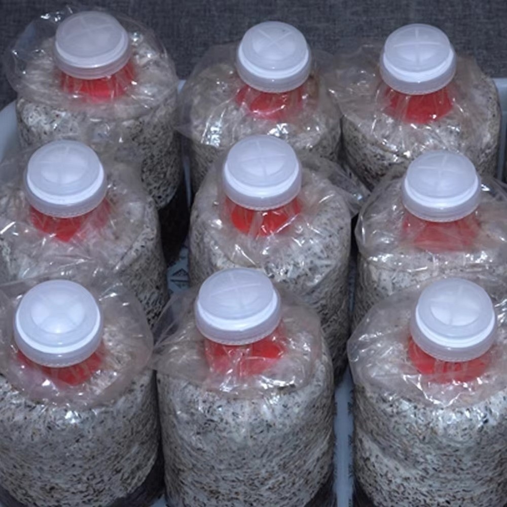 10 unidades de bolsas impermea - Mushroom Spawn Bag reseña y precio