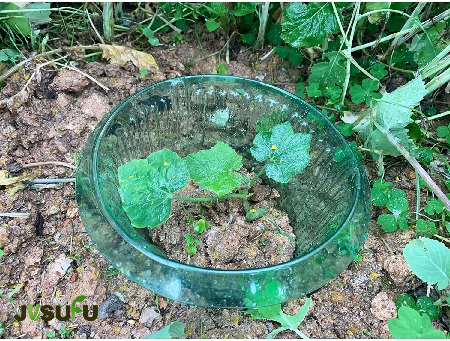 1/30 unidades Anillos de prote - Vegetable Transplanter reseña y precio